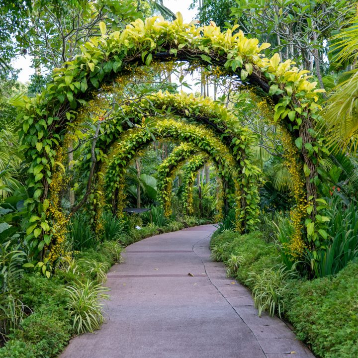 amazing footpath  under a beautiful arch of flowers and plants.