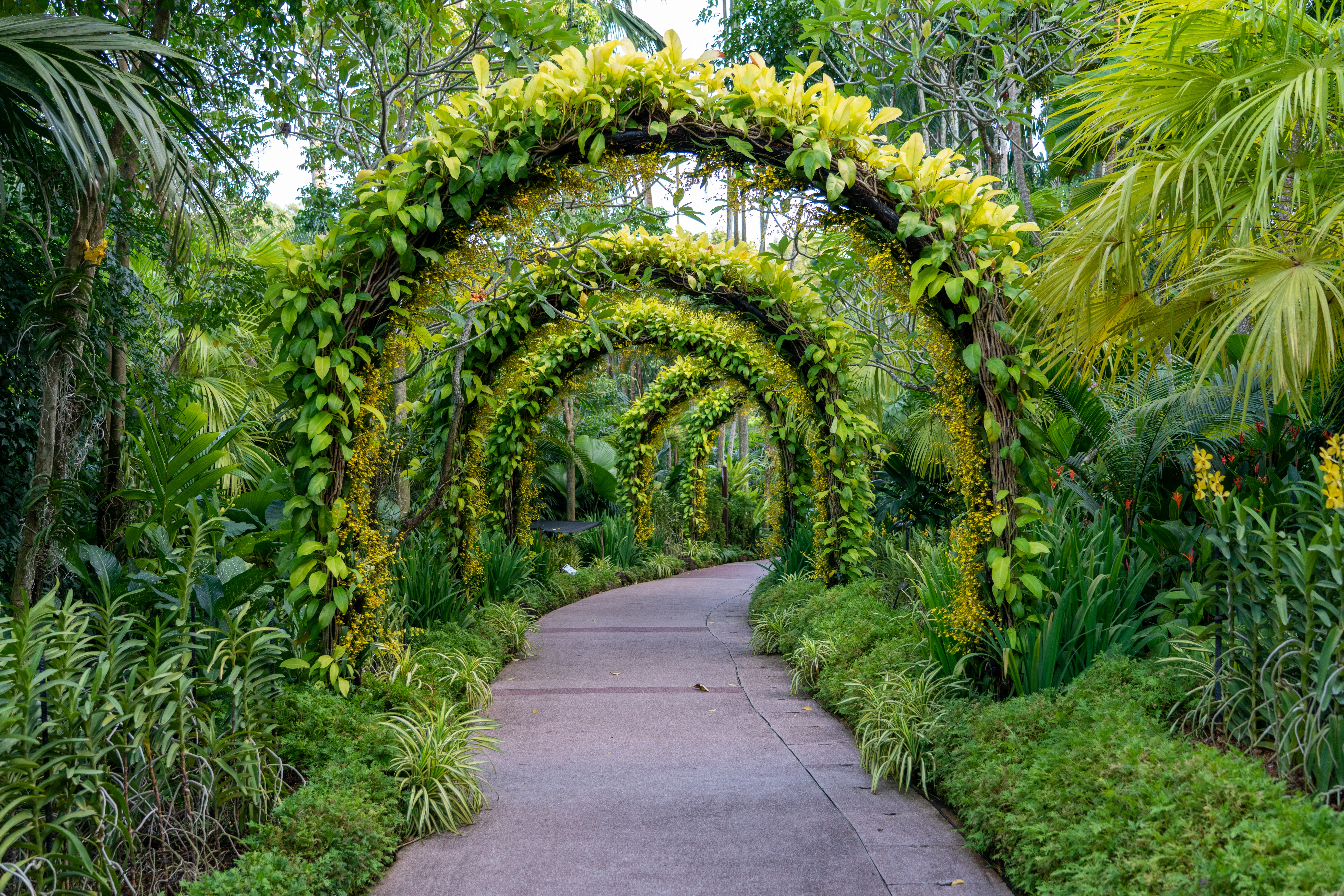 amazing footpath  under a beautiful arch of flowers and plants.